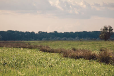 Scenic view of field against sky