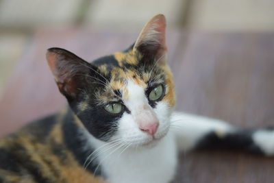 Close-up portrait of cat