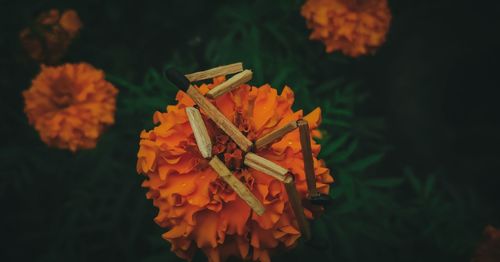 High angle view of orange marigold flower