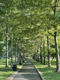 Empty road along trees in park