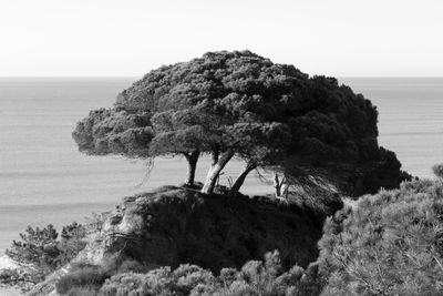 Scenic view of tree by sea against clear sky