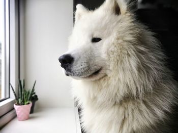 Close-up of dog looking away