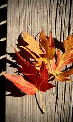 Autumn leaves on wooden plank