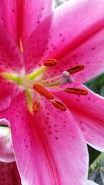 Close-up of pink flower