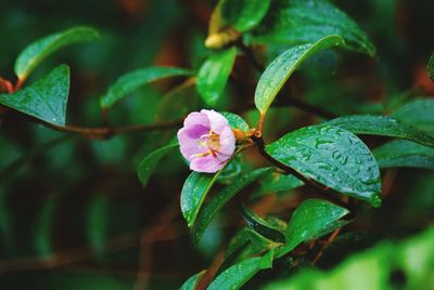 Close-up of pink flowering plant