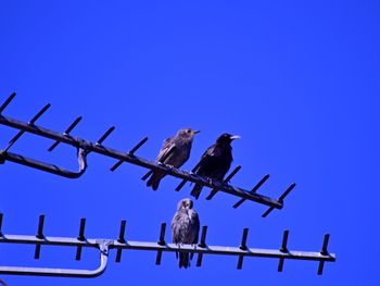 Low angle view of pigeon perching on metal against sky