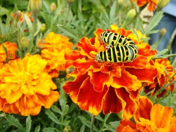 Close-up of yellow flower