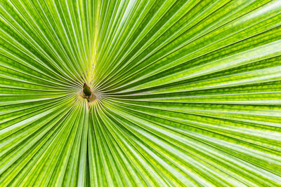 Close-up of palm leaf