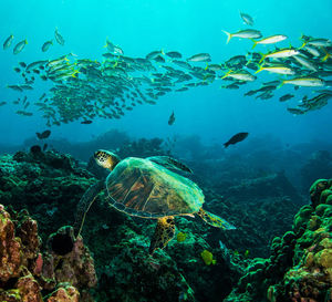 Fish swimming in sea