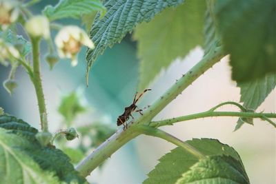 Close-up of insect on plant