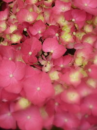 Full frame shot of pink flowering plant