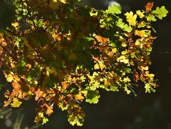 Low angle view of maple leaves on tree