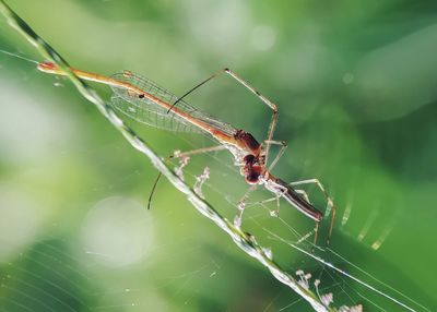 Close-up of spider on web