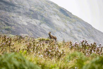 Close-up of bird on field