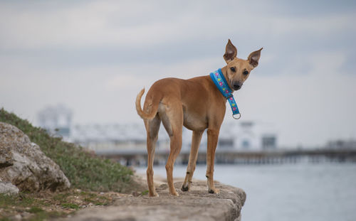 Dog standing on shore against sky
