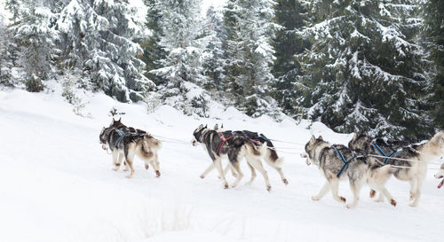 Dogs on snow covered trees