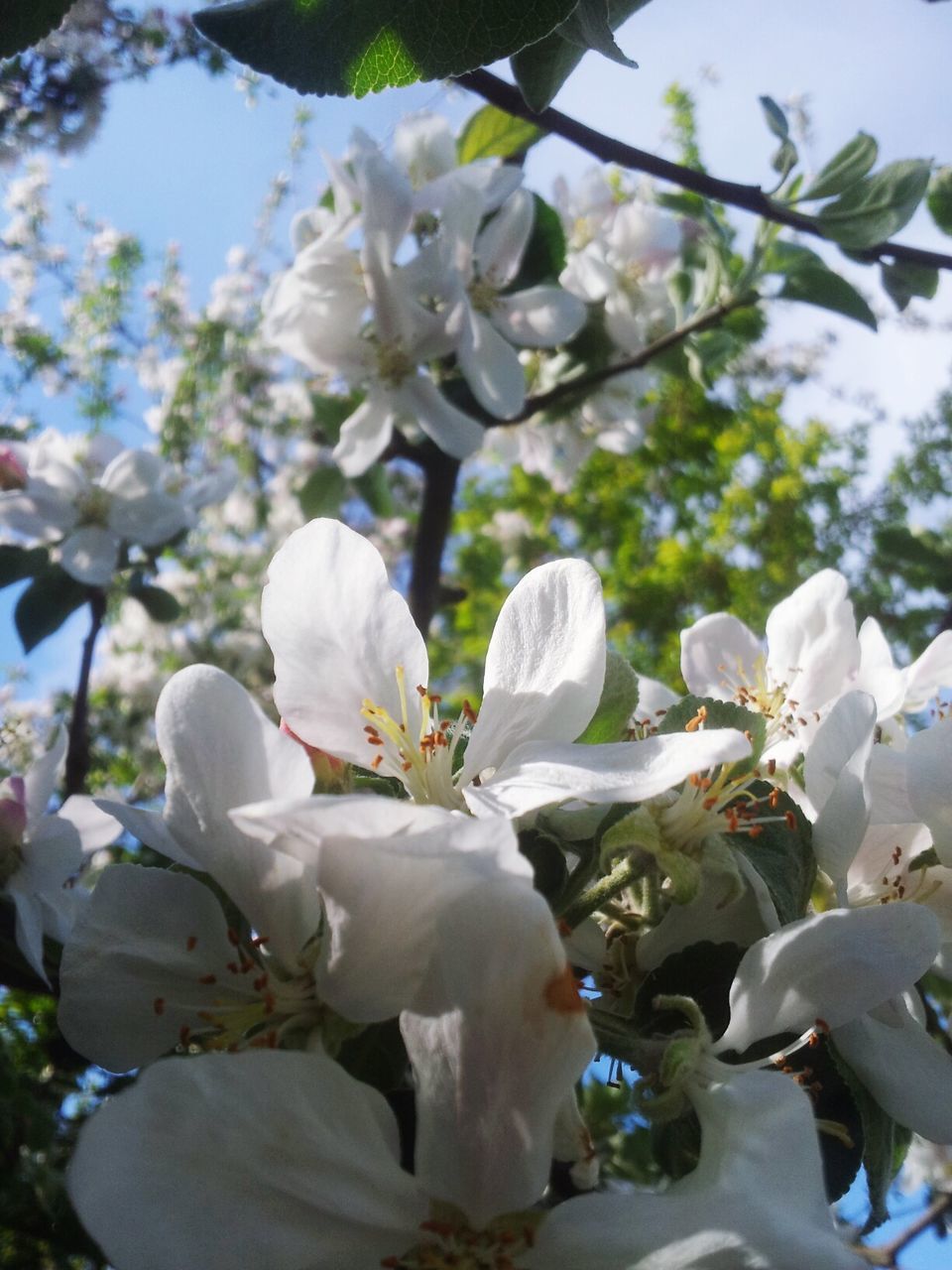 flower, white color, growth, freshness, fragility, tree, branch, petal, nature, cherry blossom, beauty in nature, focus on foreground, close-up, blooming, blossom, leaf, flower head, park - man made space, cherry tree, in bloom