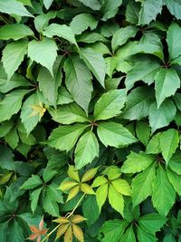 Full frame shot of green leaves