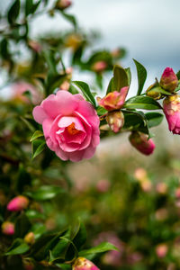 Close-up of pink rose