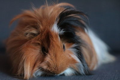 Close-up guinea pig resting indoors