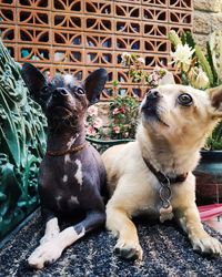 Two dogs sitting on plants