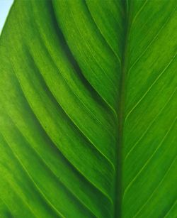 Full frame shot of green leaf