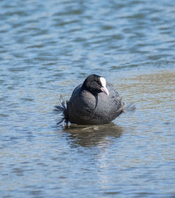 Coot swimming in lake