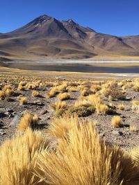 Scenic view of desert against clear sky