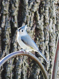 Close-up of bird perching on tree