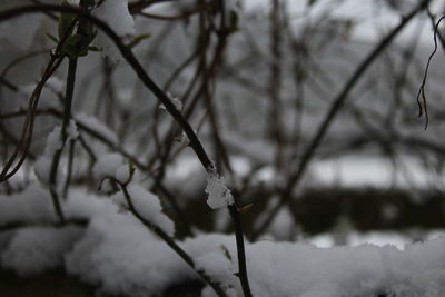 Close-up of snow on twig