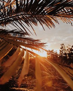 Palm trees against sky during sunset