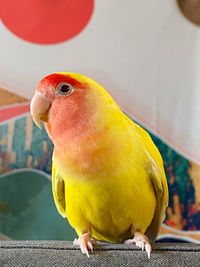 Our lovebird called robert posing like the prettiest boy, i can see a smile there on his face