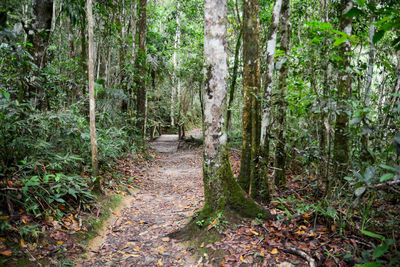 Footpath amidst trees in forest