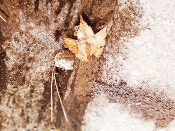 Close-up of lizard on maple leaf