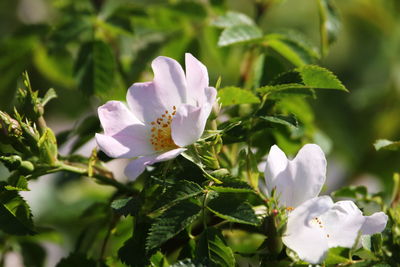 Close-up of white flowering plant