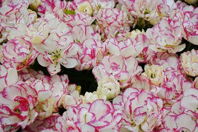 Full frame shot of pink flowers