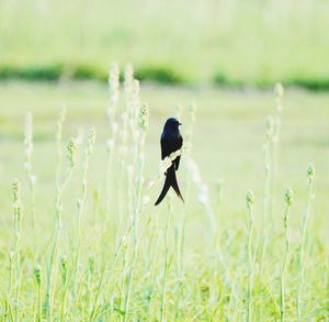 Bird flying in a field