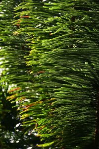 Full frame shot of pine tree leaves