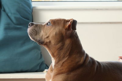 Close-up of dog looking away