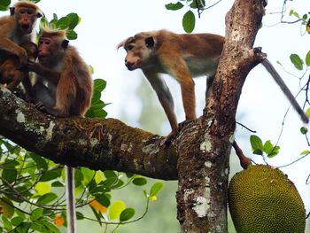 Low angle view of monkey on tree