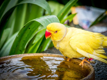 Close-up of bird perching on yellow leaf