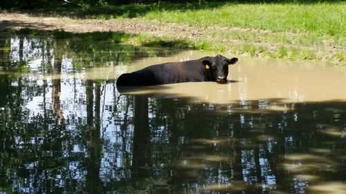 View of duck in lake