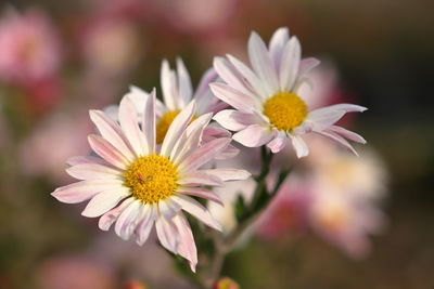 Close-up of daisy flower