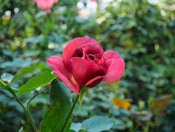 Close-up of red flower