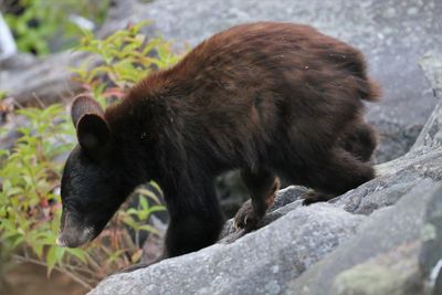 Close-up of black animal on rock