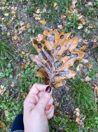 Cropped hand holding maple leaves