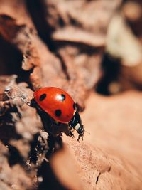 Close-up of ladybug