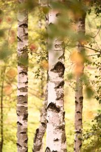 Close-up of tree trunk on field