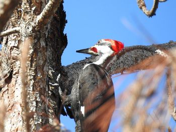 Low angle view of bird perching on tree trunk