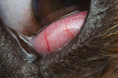 Close-up of horse eye